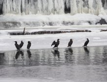 Cormorants on Berounka 3 in Beroun