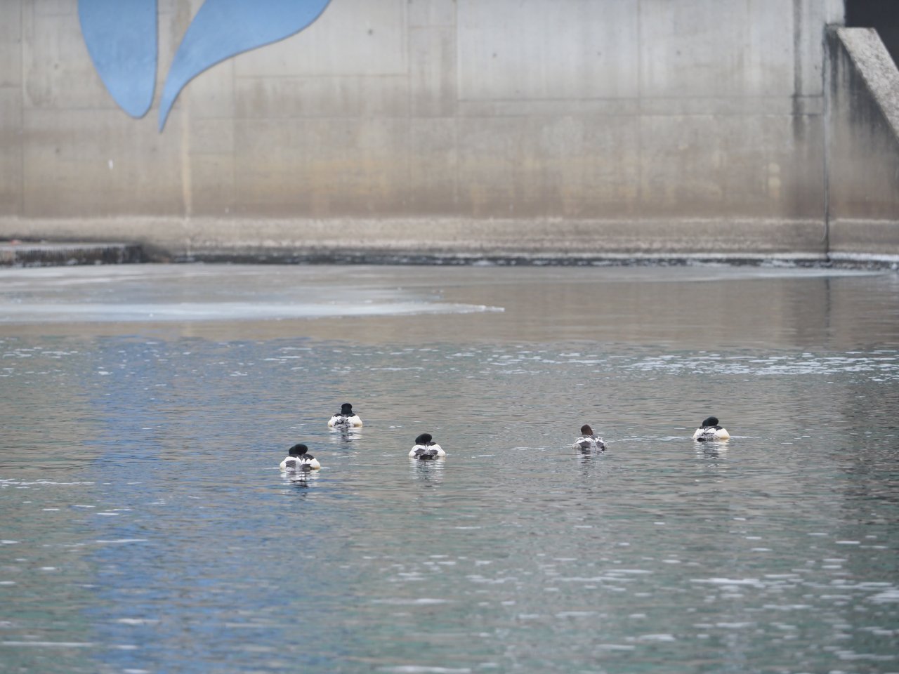 Cormorants on Berounka 3 in Beroun