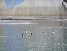 Cormorants on Berounka 3 in Beroun