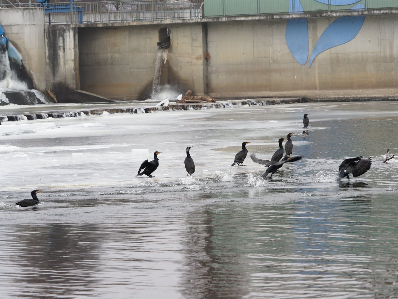 Cormorants on Berounka 3 in Beroun