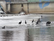 Cormorants on Berounka 3 in Beroun