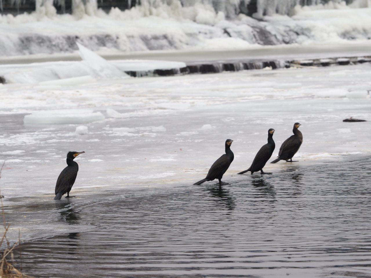 Cormorants on Berounka 3 in Beroun