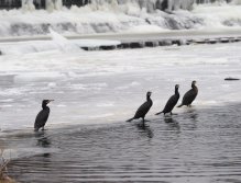 Cormorants on Berounka 3 in Beroun