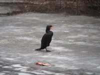 Cormorants on Berounka 3 in Beroun