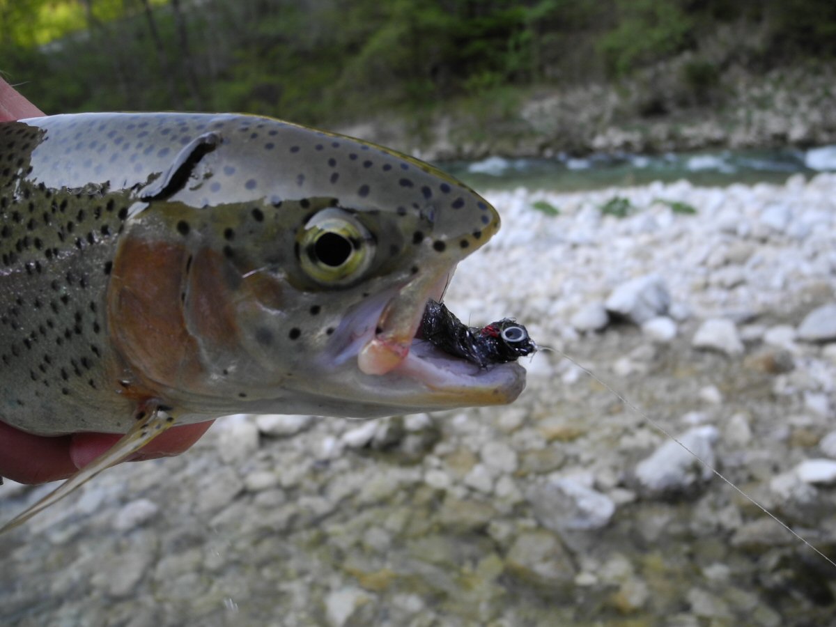 Ranobow on a streamer
