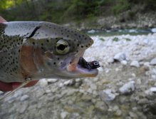 Ranobow on a streamer