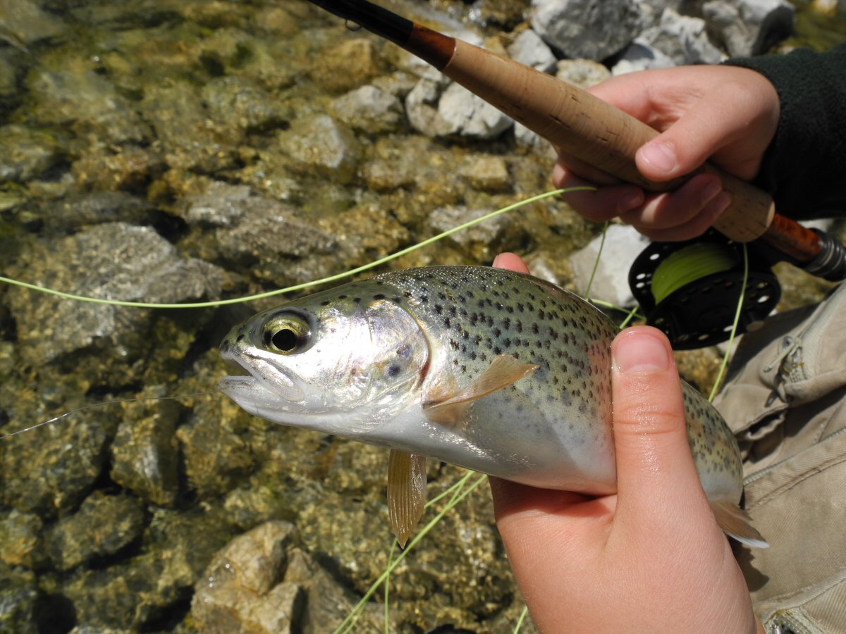 Small rainbow caught on a dry fly