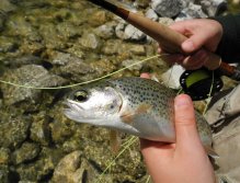 Small rainbow caught on a dry fly