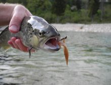 Stocked Brown Trout