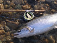 Very fresh sealiced salmon on the lower Gaula before being released