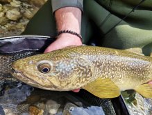 Spring Expedition For The Slovenian Mohicans