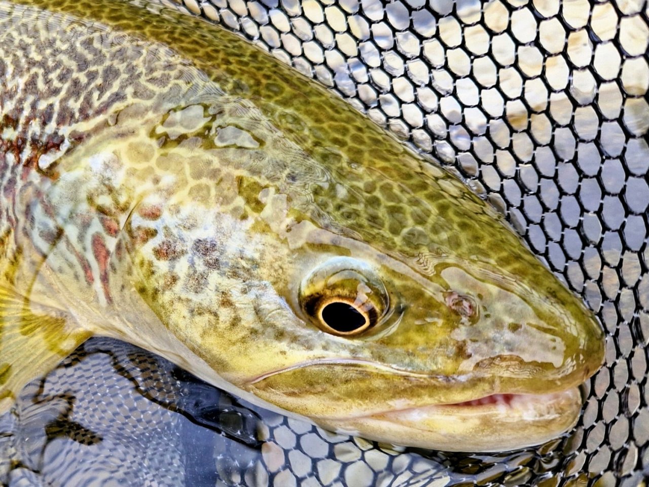 Spring Expedition For The Slovenian Mohicans