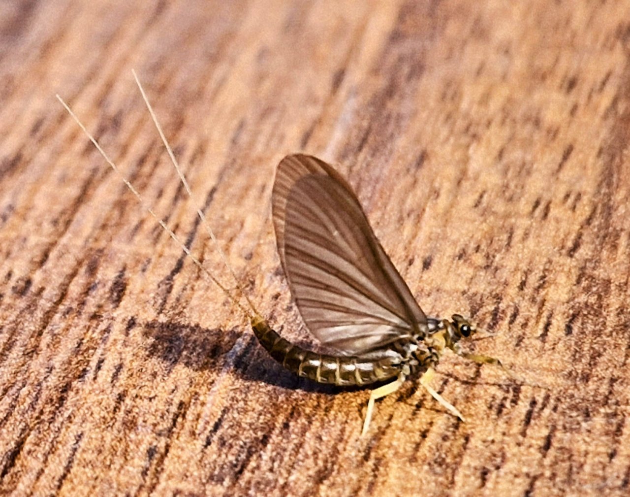 Spring Expedition For The Slovenian Mohicans