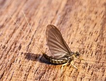 Spring Expedition For The Slovenian Mohicans