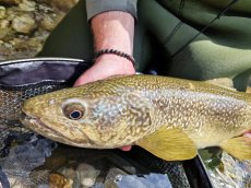 Spring Expedition For The Slovenian Mohicans - Gallery