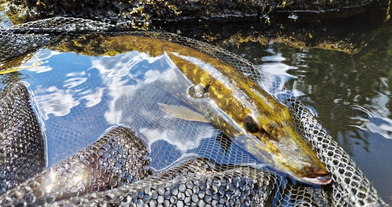 In Sweden With A Fly Rod Three Times In A Row