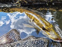 In Sweden With A Fly Rod Three Times In A Row