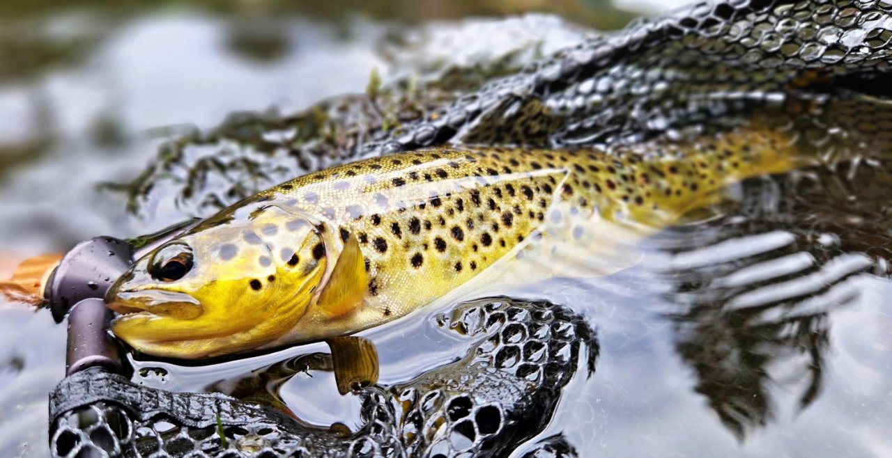 In Sweden With A Fly Rod Three Times In A Row