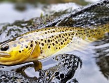 In Sweden With A Fly Rod Three Times In A Row