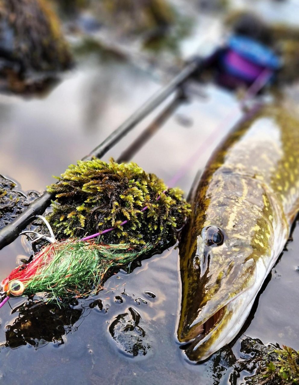 In Sweden With A Fly Rod Three Times In A Row