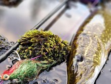 In Sweden With A Fly Rod Three Times In A Row