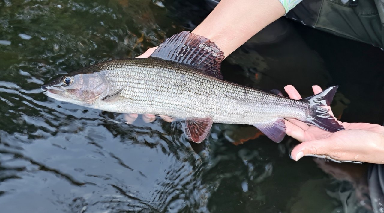 In Sweden With A Fly Rod Three Times In A Row