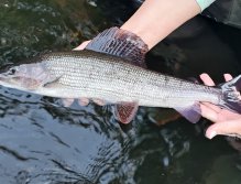 In Sweden With A Fly Rod Three Times In A Row