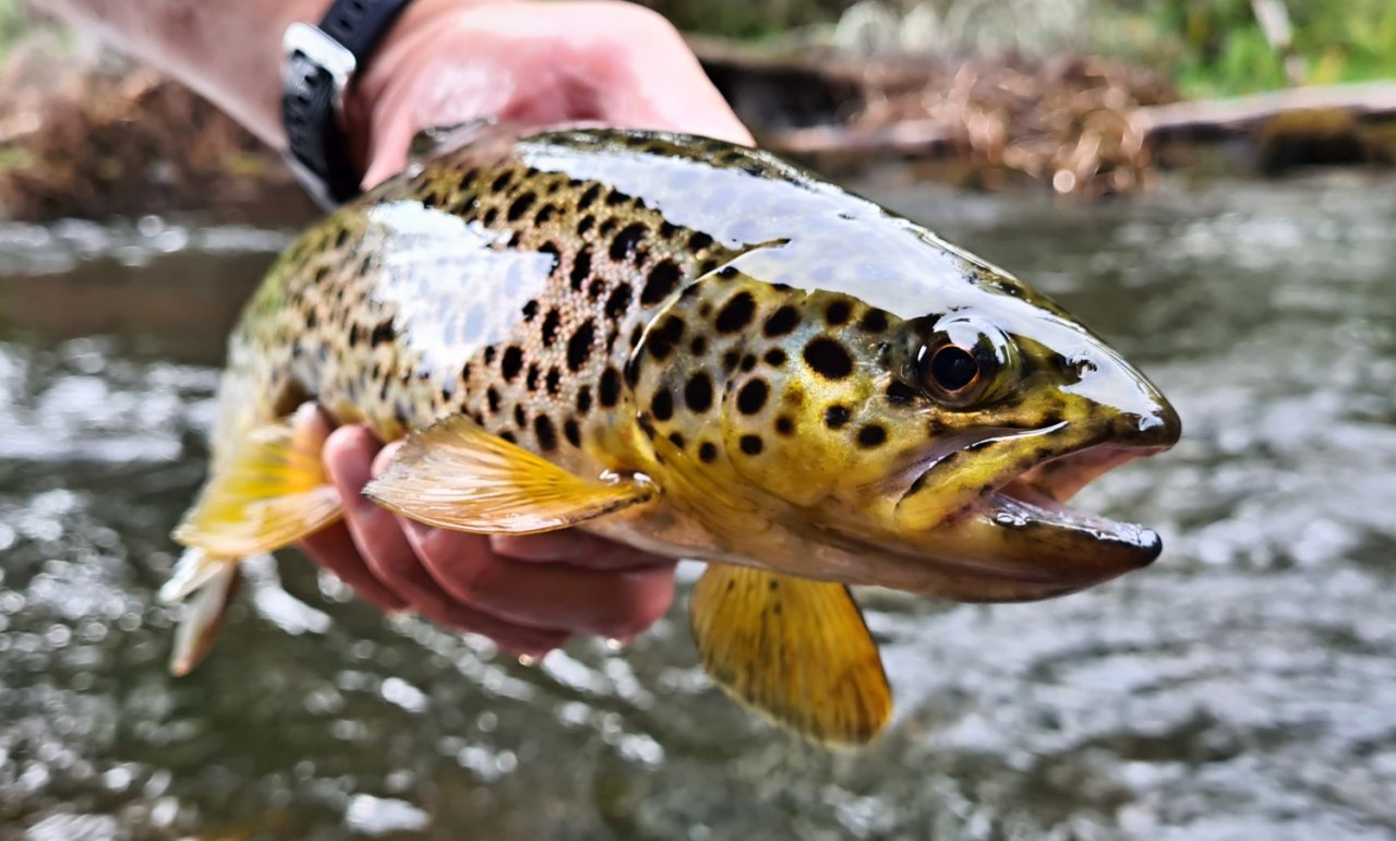 In Sweden With A Fly Rod Three Times In A Row