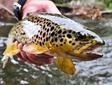 In Sweden With A Fly Rod Three Times In A Row