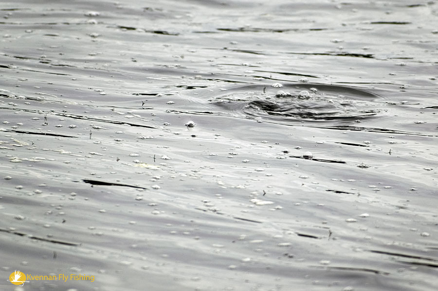 Baetis hatch and rising grayling in autumn