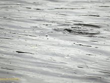 Baetis hatch and rising grayling in autumn
