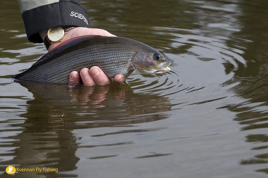 Catch& Release is strongly recommended