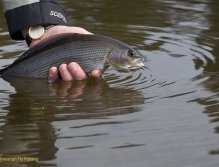Catch& Release is strongly recommended