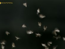 Swarming sedge