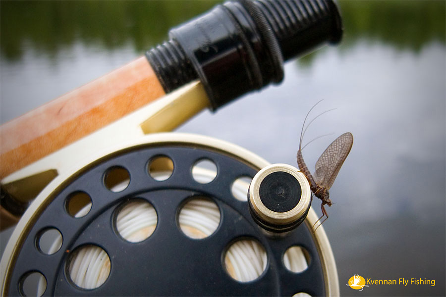 Chocolate brown dun, Ephemerella Mucronata