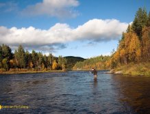 Autumn dry fly fishing for big grayling