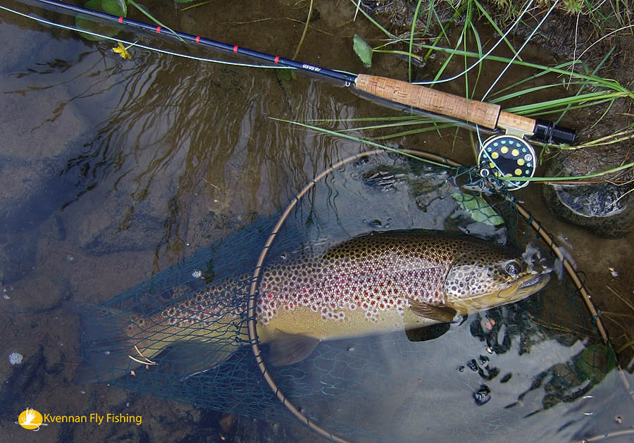 58 cm wild brown trout on a grayling rig, River Glomma