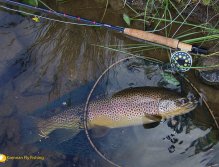 58 cm wild brown trout on a grayling rig, River Glomma