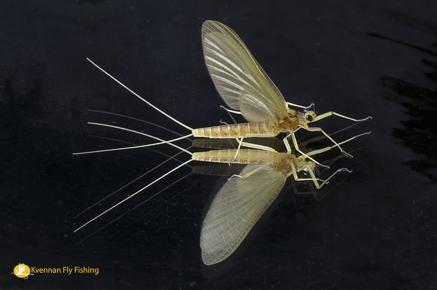 Sulphur dun, Heptagenia Sulphurea