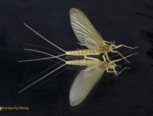 Sulphur dun, Heptagenia Sulphurea