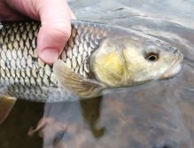 Litávka April fishing