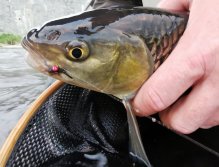 Litávka April fishing