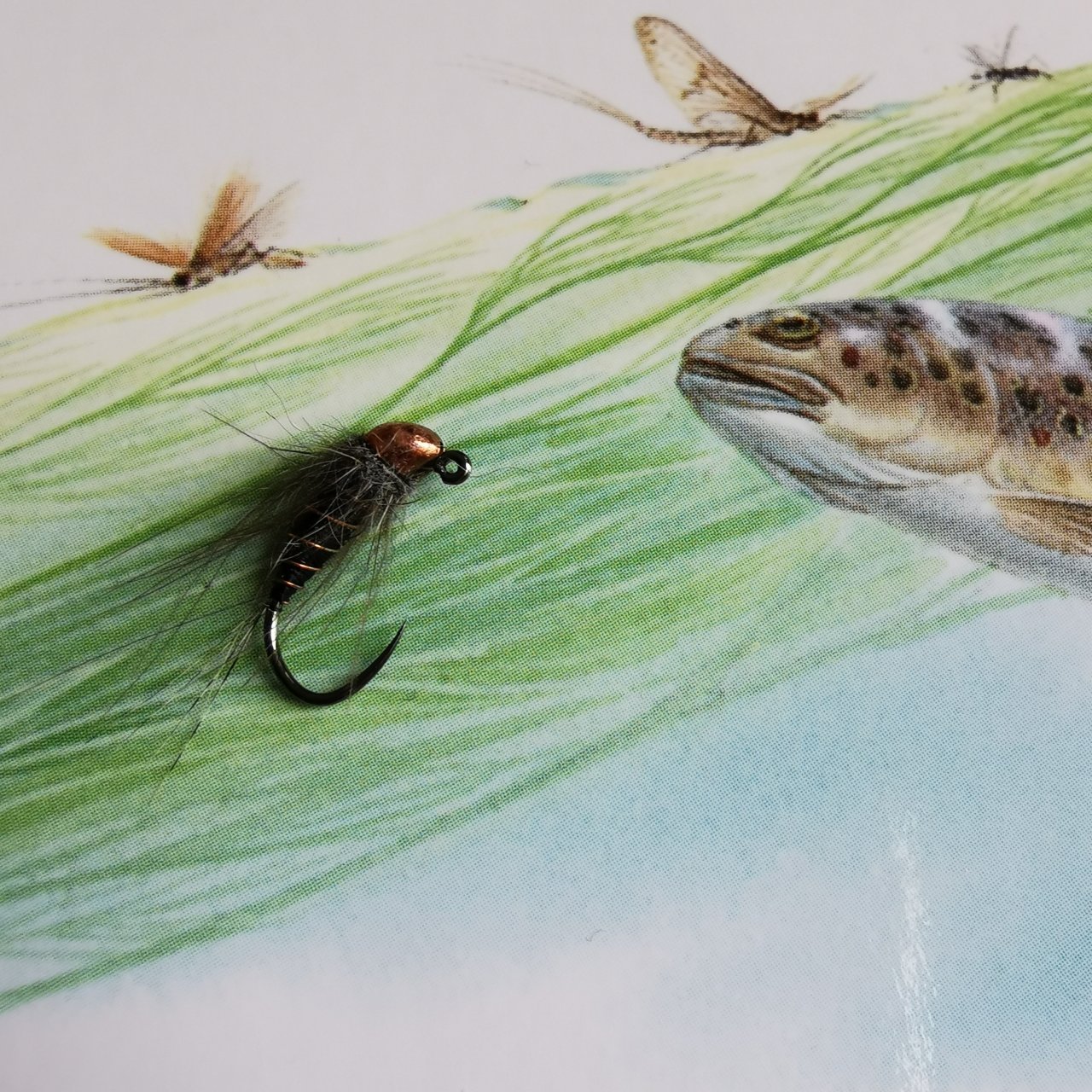 Nymph tied with Tungsten Body+ from Han�k Competition