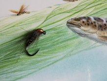 Nymph tied with Tungsten Body+ from Hanák Competition