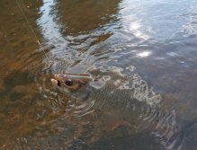 Chub caught on Foam Beatle Fly