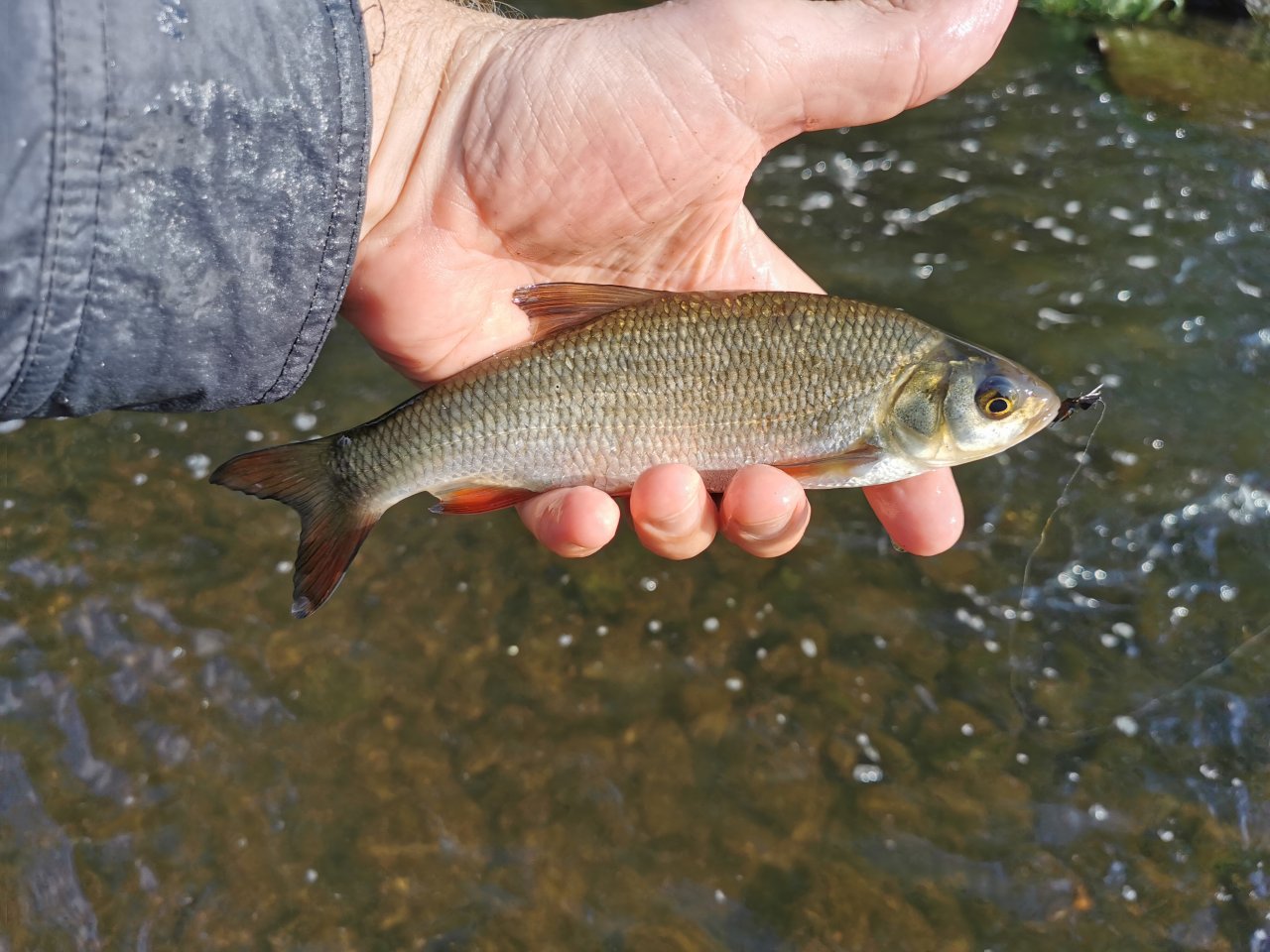 Small fish from Litavka