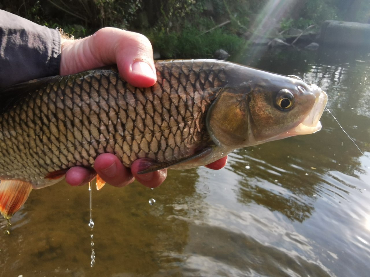 Bigger Chub from Litavka