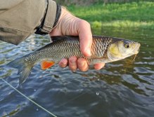Berounka near Beroun, Czech Republic
