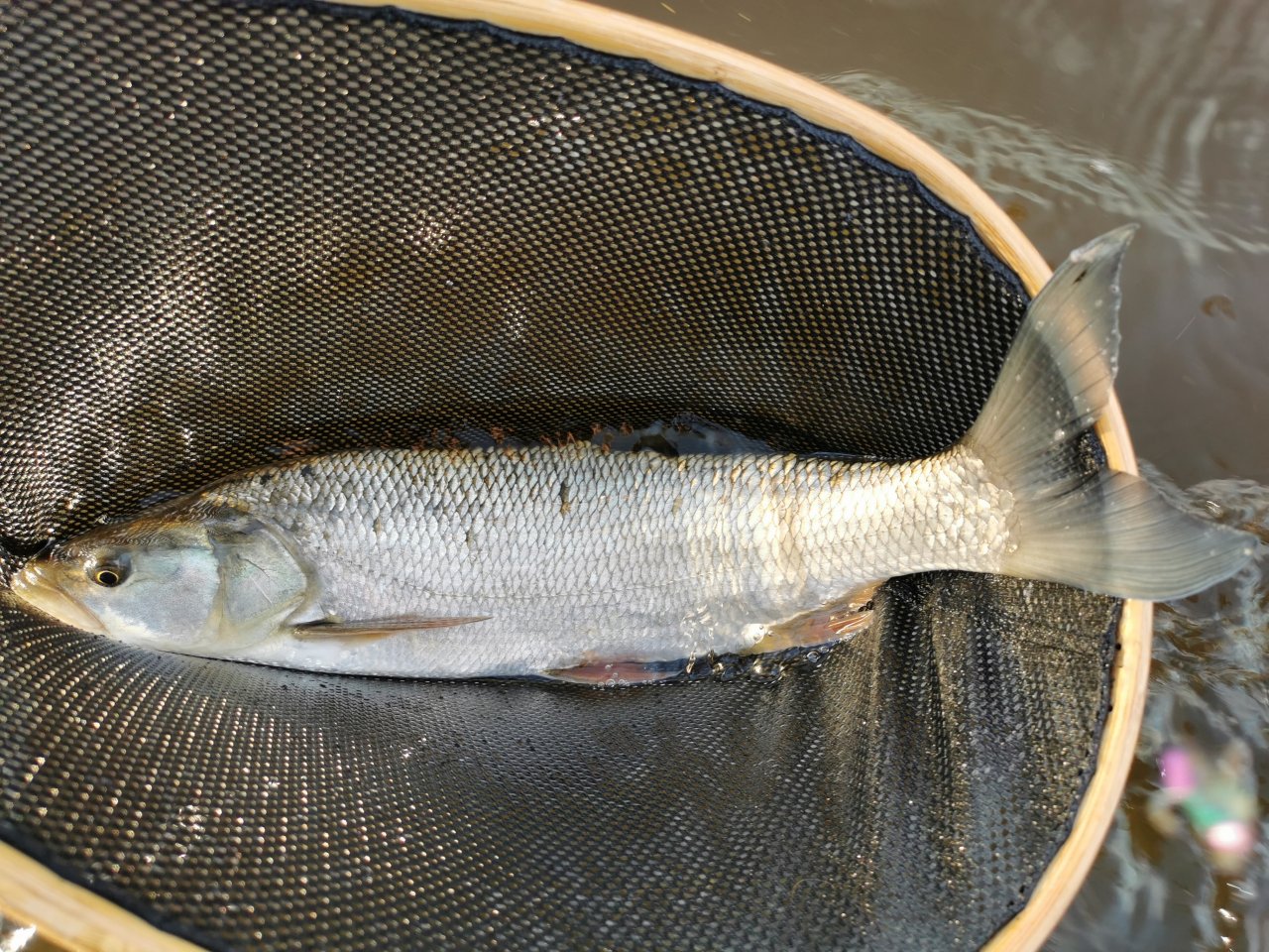 Berounka near Beroun, Czech Republic