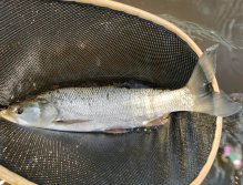 Berounka near Beroun, Czech Republic